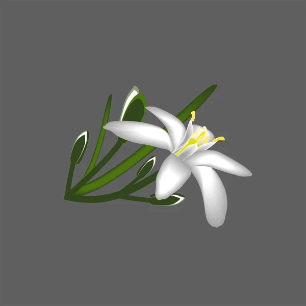 Primeln Blumen Weißes Dekor Isoliert — Stockvektor