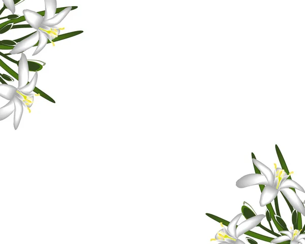 Primroses Çiçekler Beyaz Çerçeve Arka Plan — Stok Vektör