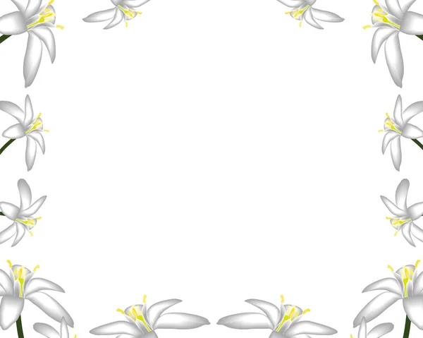 Primroses Цветы Белый Фон Рамки — стоковый вектор