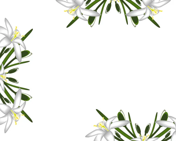 Primroses Bloemen Wit Frame Achtergrond — Stockvector