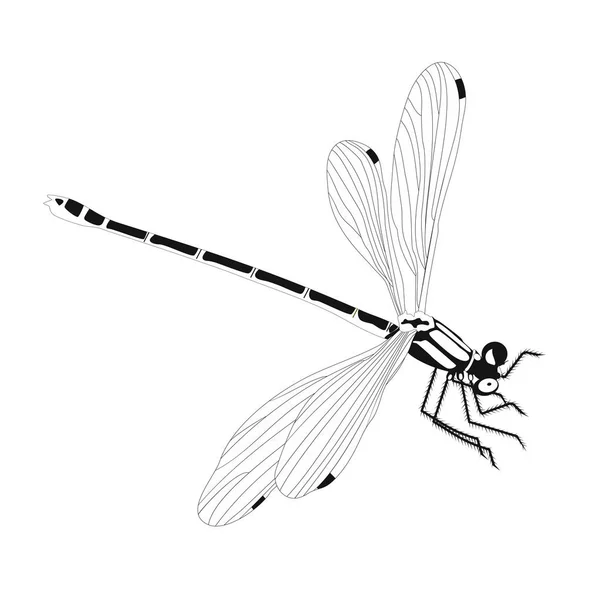 Böcek yusufçuk uçan dekor izole