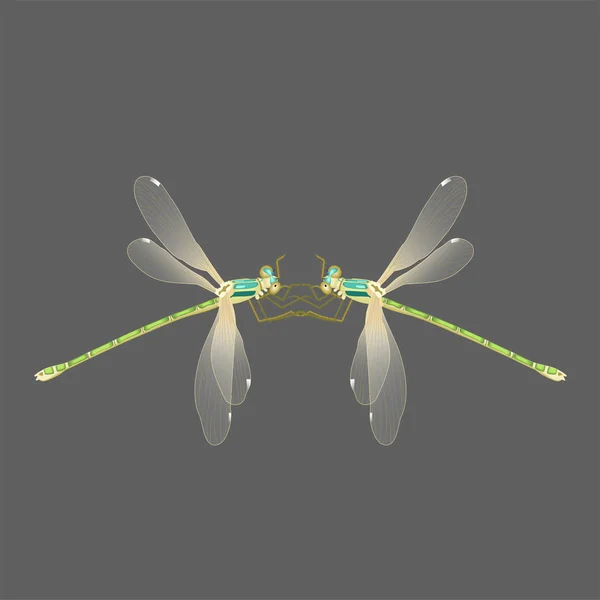 Insect Dragonfly Flying Decor Isolated — Stock Vector