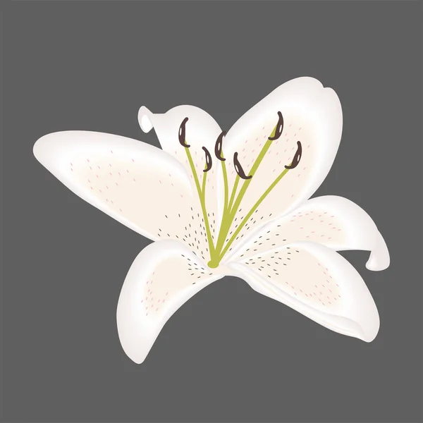 Lily Flor Para Decoração Isolada — Vetor de Stock