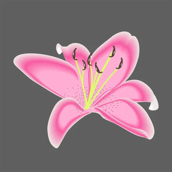 Fleur Lys Pour Décoration Isolée — Image vectorielle