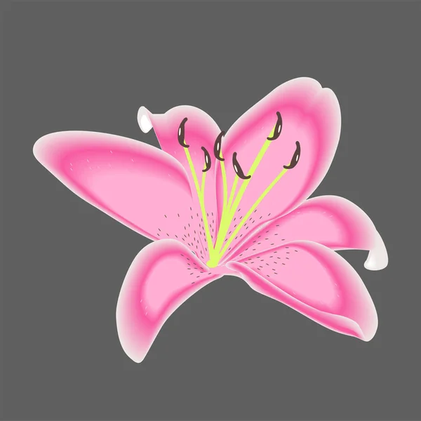 Lily Flor Para Decoração Isolada — Vetor de Stock