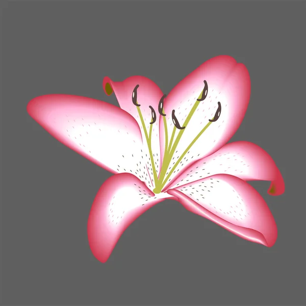 Lily Blomma För Dekoration Isolerad — Stock vektor