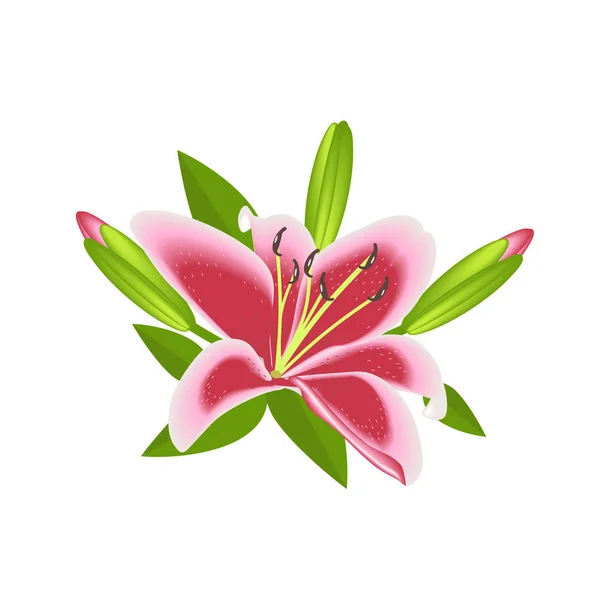 Lily Flower Decoration Isolated — Stock Vector