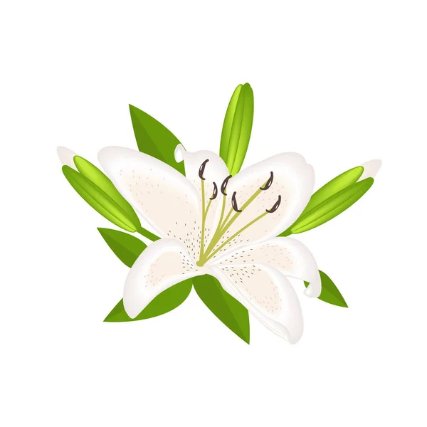 Lilienblüte Zur Dekoration Isoliert — Stockvektor