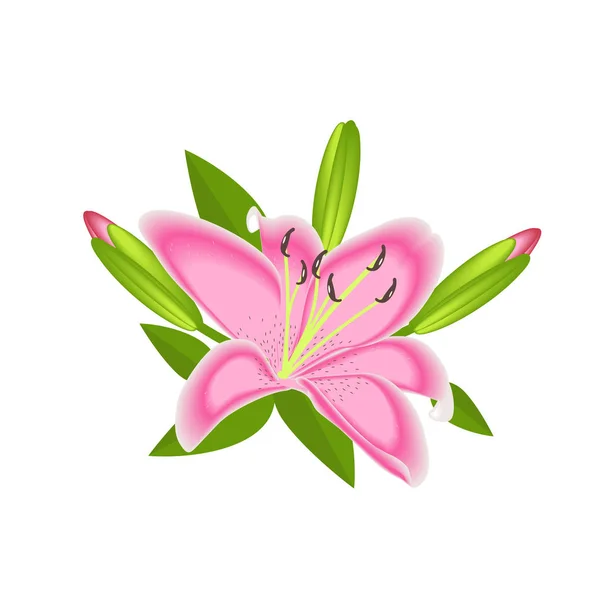 Lily Λουλούδι Για Διακόσμηση Απομονωμένη — Διανυσματικό Αρχείο