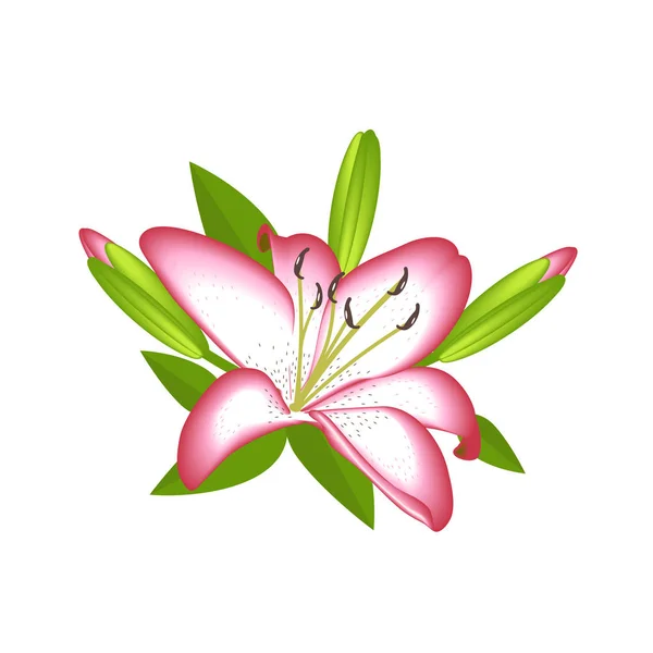 Flor Lirio Para Decoración Aislada — Vector de stock