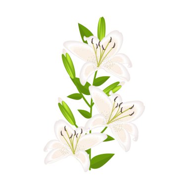 Zambak çiçek dekorasyon için izole