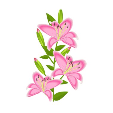 Zambak çiçek dekorasyon için izole