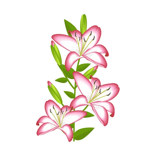 Lilienblüte Zur Dekoration Isoliert — Stockvektor