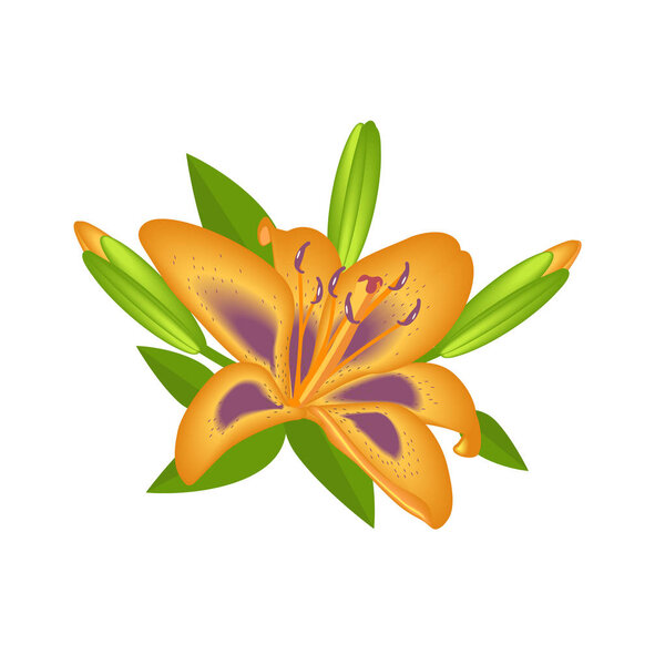 Lily flower for decoration isolated