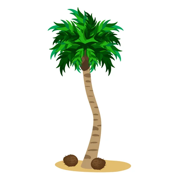 Palm Med Kokosnötter Vit Bakgrund — Stock vektor