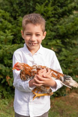 Evde tavuk yetiştiriyorum. Mutlu bir çocuk elinde bir tavuk tutuyor. Fowl. Yüksek kalite fotoğraf