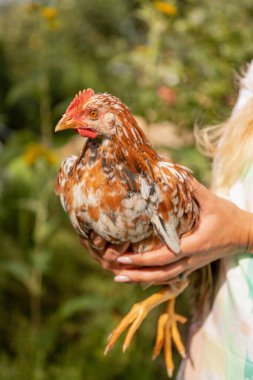 Bir kadının elindeki bir tavuğun yakın çekimi. Evde tavuk yetiştiriyorum. Köydeki çiftlikte. Yüksek kalite fotoğraf