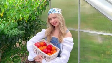Domatesli kadın. Bahçe ve sebze bahçesi. Domatesli sera. Toplanıyoruz. Kadın domates topladı. Yüksek kaliteli FullHD görüntüler