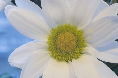 beyaz papatya çiçek closeup görünümü 