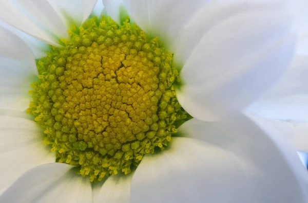 白いカモミールの花のクローズ アップ ビュー — ストック写真