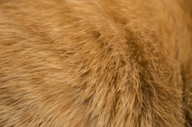 arka plan olarak zencefil kürk yakın çekim