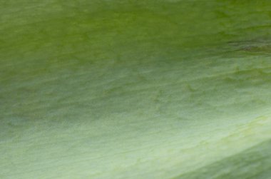 yeşil yaprak dokulu yüzeyi arka plan olarak 