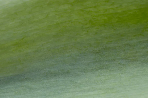 緑の葉の背景に織り目加工の表面 — ストック写真