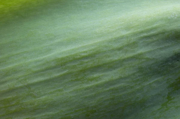 Зеленый Лист Текстурированной Поверхности Качестве Фона — стоковое фото