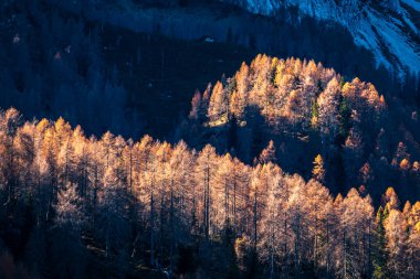 Autumn trees glowing at mountain hillside