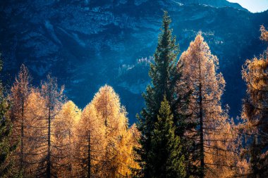 Shining forest glowing against mountain ridge