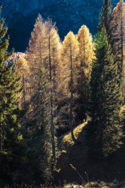 Autumn light shining upon golden forest
