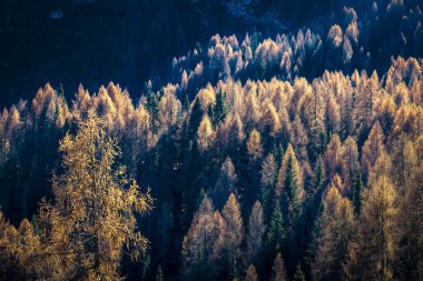 Golden autumn forest at mountain foothills