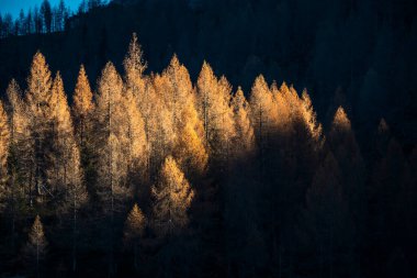 Radiant treetops below shadowed mountain ridge