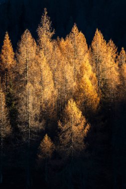 Radiant treetops below shadowed mountain ridge