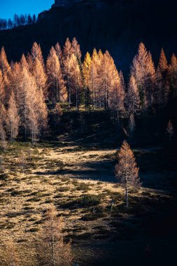 Sunlight burning through golden forest canopy