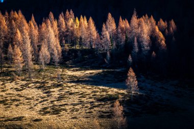 Autumn light embracing mountain forest canopy