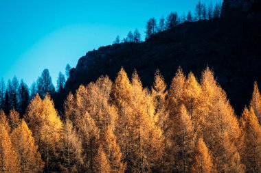 Warm forest rising below shadowed mountain peak
