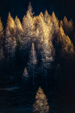 Shining forest glowing against mountain ridge