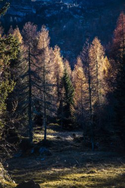 Warm trees glowing in mountain shadows