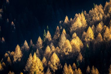 Sonbaharın zirvesinde bir tarla ormanı. Ağaçların ön sıraları sıcak, altın bir ışıkla aydınlatılır.