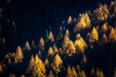 Sonbaharın zirvesinde bir tarla ormanı. Ağaçların ön sıraları sıcak, altın bir ışıkla aydınlatılır.