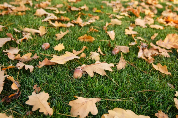 Fallendes Laub Herbstwald Bei Sonnigem Wetter — Stockfoto