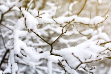 soğuk kış günü sokakta beyaz karda bir kaç yeşil ağaç dalları