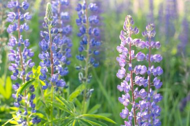 Çiçekler (lupins) ile güneşli alan. Doğal arka plan.