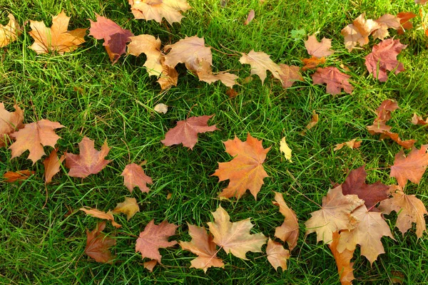 Herabgefallene Bunte Blätter Auf Dem Rasen Park Hintergrund Herbst — Stockfoto
