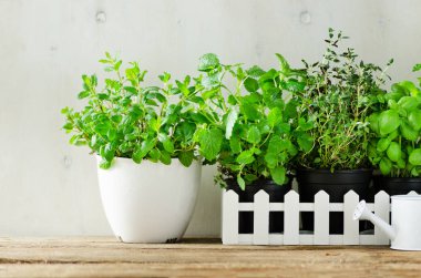 Taze aromatik otlar - melissa, nane, kekik, fesleğen, maydanoz beyaz zemin üzerine yeşil. Başlık kolaj çerçevesi bitkilerden. Boşaltmak.