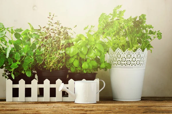 Taze aromatik otlar - melissa, nane, kekik, fesleğen, maydanoz beyaz zemin üzerine yeşil. Başlık kolaj çerçevesi bitkilerden. Boşaltmak.