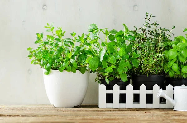 Taze aromatik otlar - melissa, nane, kekik, fesleğen, maydanoz beyaz zemin üzerine yeşil. Başlık kolaj çerçevesi bitkilerden. Boşaltmak.