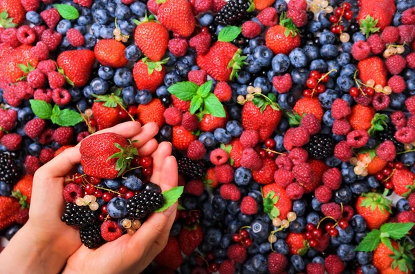 Manos de mujer sosteniendo bayas frescas orgánicas sobre el fondo de fresas, arándanos, moras, grosellas, hojas de menta. Vista superior. Comida de verano. Concepto de alimentación vegana, vegetariana y limpia . — Foto de Stock