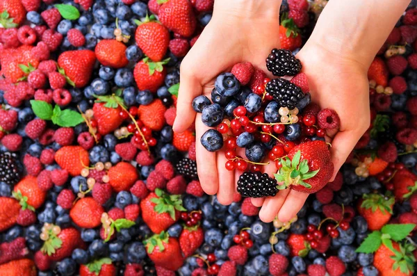 Manos de mujer sosteniendo bayas frescas orgánicas sobre el fondo de fresas, arándanos, moras, grosellas, hojas de menta. Vista superior. Comida de verano. Concepto de alimentación vegana, vegetariana y limpia . — Foto de Stock